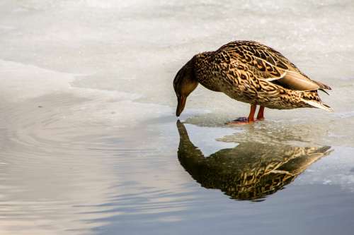 Duck Animals Water Wild Bird Duck Water Bird