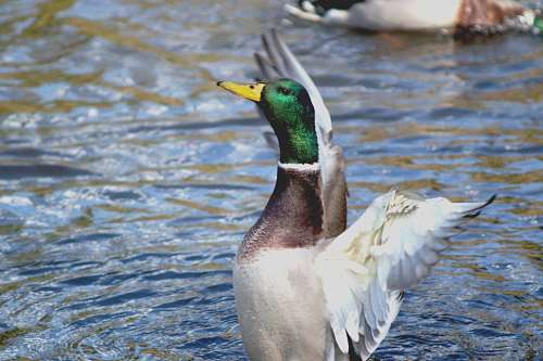 Duck Water Drake Bird Walton Plumage Animal