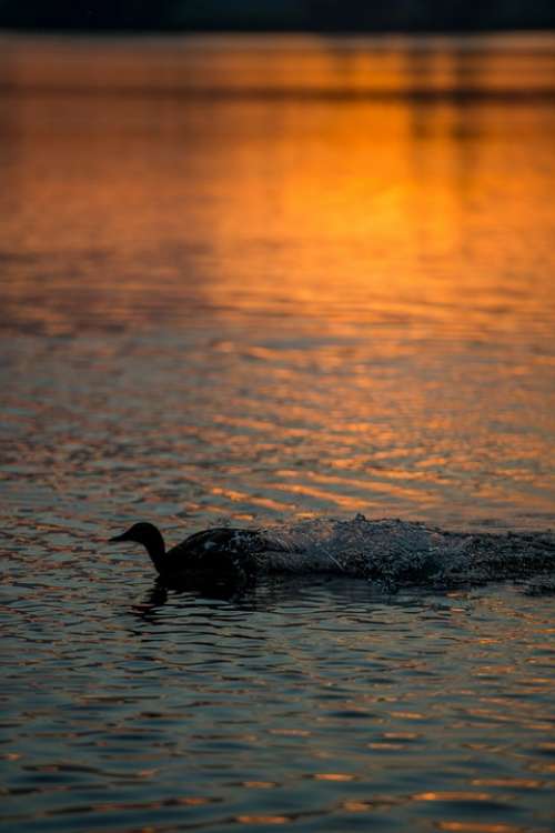 Duck Bird Water Flying Wings Feathers Silhouette