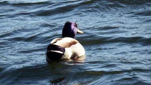 Duck Wild Bird Plumage Bill Bird Water Bird