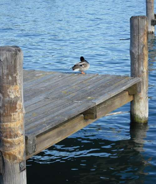 Duck Birds Waterfront Lake Balaton Balatonfüred