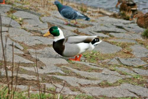 Duck Ducks White Wild Bird Poultry Bird Water