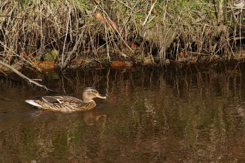 Duck Bird Animal Water Nature River Head Plumage