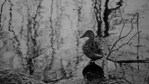 Duck Black And White Water Lake Waterfowl Ducks