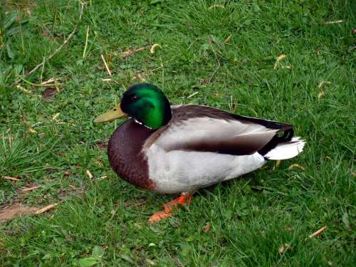 Duck Bird Nature Ducks Poultry Plumage Feather