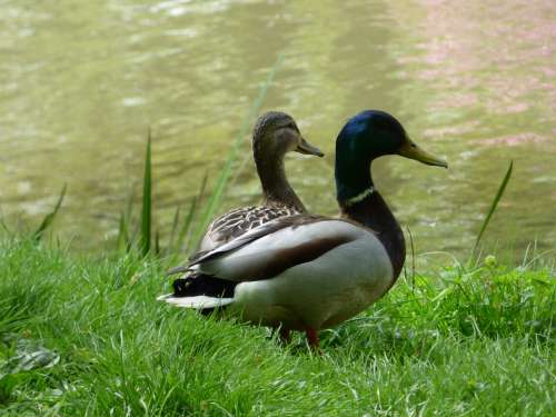 Duck Ducks Lake Park Green Bird Birds Beak