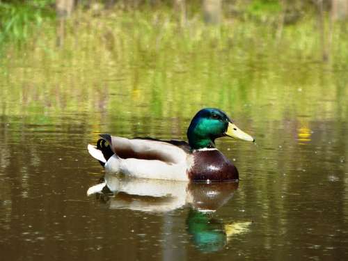 Duck Bird Duckling Lake Water Reflection