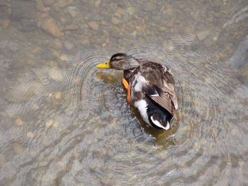 Duck Ave Mallard Animal