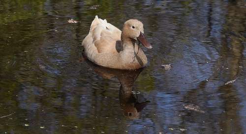 Duck Brown Bird Pretty Animal Wildlife Nature