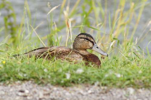 Duck Female Bird Plumage Head Elegant Bill Water