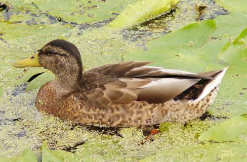 Duck Pond Water Water Bird Swim Plumage Nature