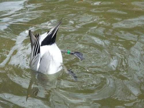 Duck Water Tail Water Bird Bird Animal Duck Bird