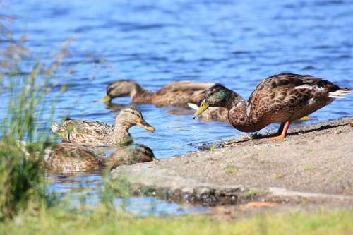 Duck Lake Water Summer Beach Rock Family Finnish