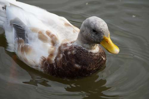 Duck Drake Water Swim Water Bird Close Up Pond