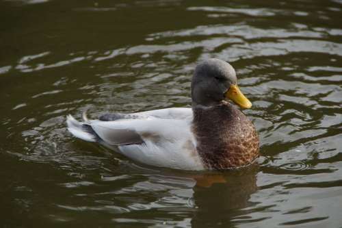 Duck Drake Swim Bird Water Water Bird Animal