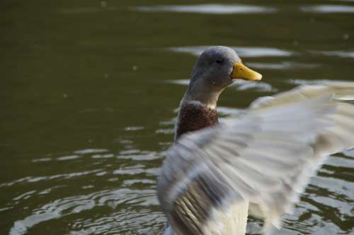 Duck Flutter Wing-Beat Water Bird Bird Water