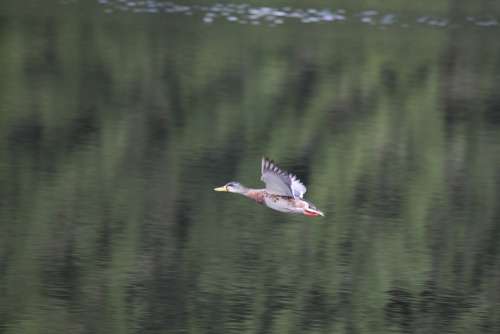 Duck Flight Flying Bird Animal Water Bird Wing