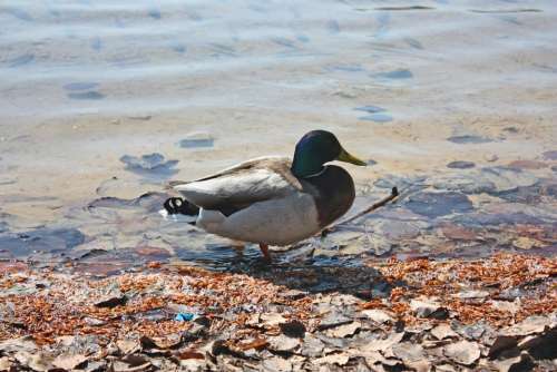 Duck Animal Lake Nature Water Bird