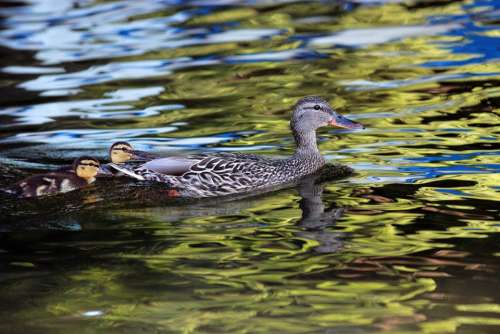 Duck Ducklings Lake Water Young Mother Female