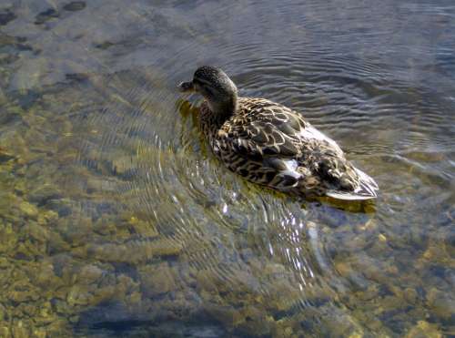 Duck Nature Water Natural Duck Bird Animal Lake