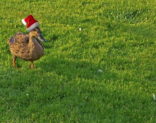Duck Holiday Christmas Funny Xmas Seasonal