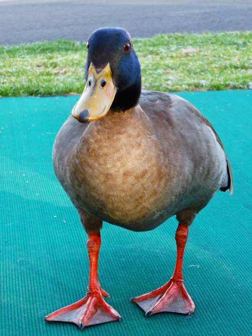 Duck Mallard Male Animal Waterbird Quack Bird