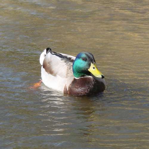 Duck Male Swimming Nature Water Spring Animal