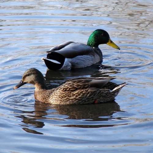Duck Male Female Pond Nature Water