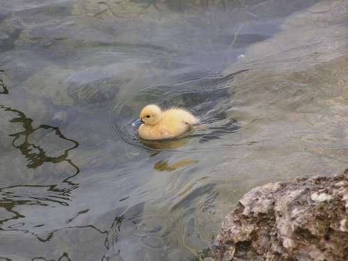 Duck Duckling Fowl Water Foul Baby Lost Ducky
