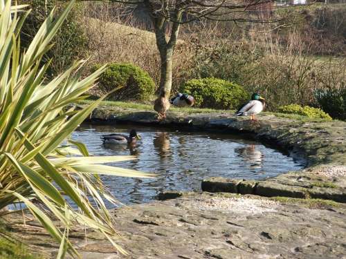Duck Pond Ducks Ponds Outdoors Scenery Wildlife