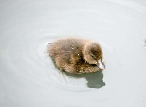 Duckling Duck Baby Duckling Cute Fluffy Water