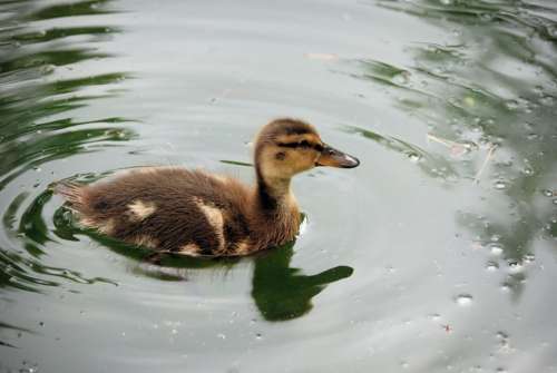 Duckling Swimming Pond Baby Feather Wildlife