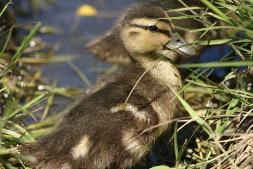 Duckling Duck Baby Duck Baby Bird Nature Wildlife