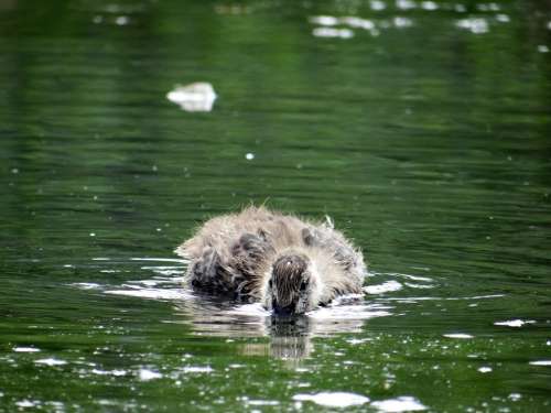 Duckling Peek-A-Boo Hunt Food Water Nature Animal