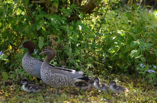 Ducklings Duck Babies Duckling Nature Wildlife