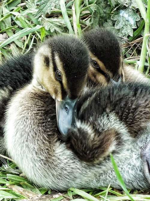 Ducklings Duckling Duck Tiny Little Babies Young