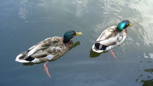 Ducks Colorful Birds Pond