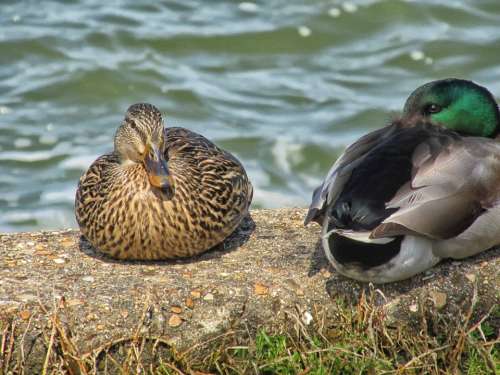 Ducks Birds Couple Water Animals Friendship