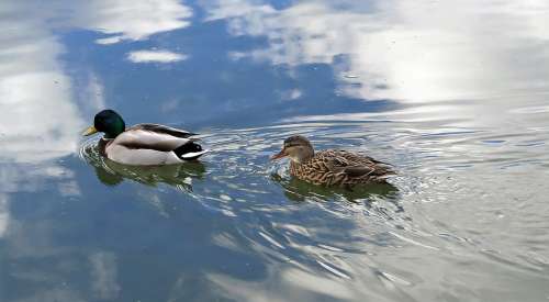 Ducks River Water Couple Mirroring Landscape