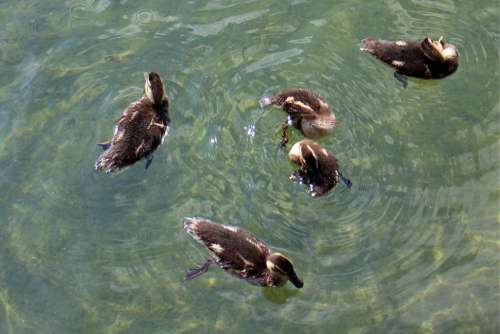 Ducks Family Chicks Young Animals Waterfowl Small