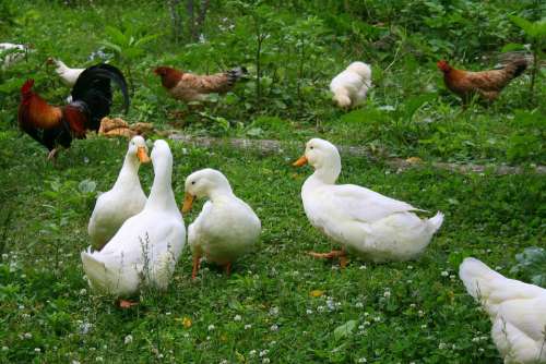 Ducks Chickens Birds Farm Animals Rural Country