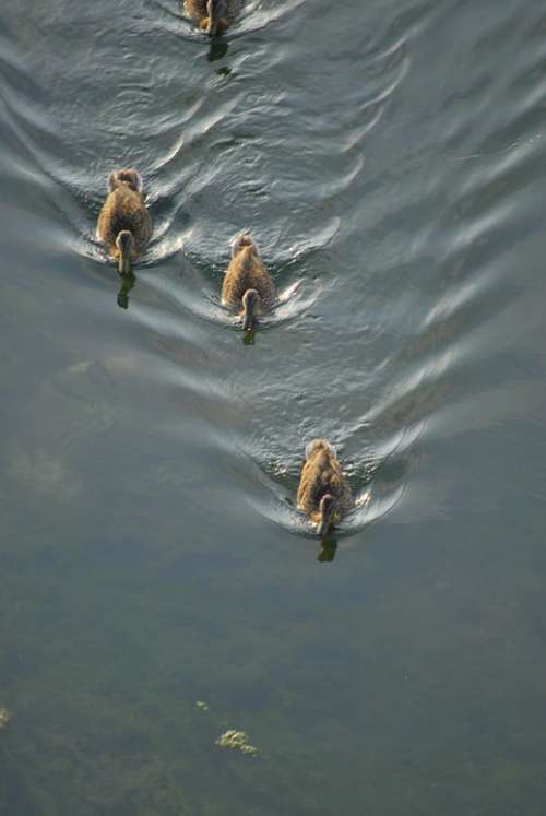 Ducks Water Nature Birds Animals Lake Animal