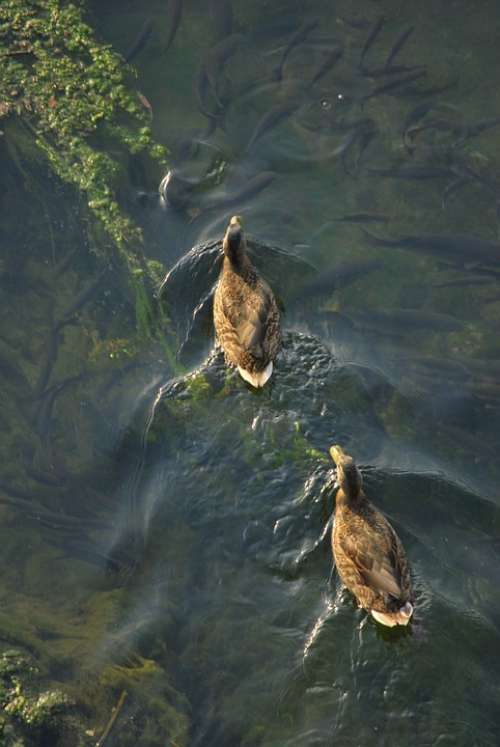 Ducks Swimming Water Pond Zenith Reflection
