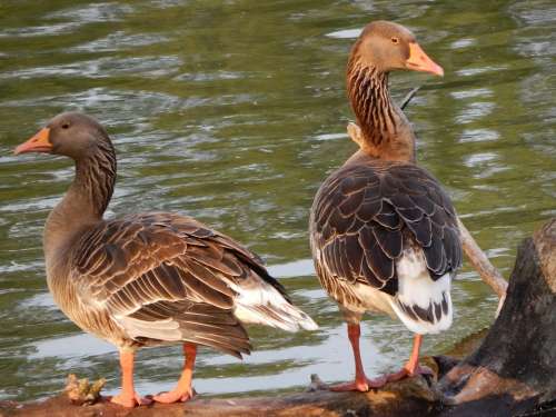 Ducks Geese Wild Birds Birds