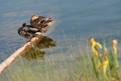Ducks Couple Sleep Rest Water Mirroring Lake
