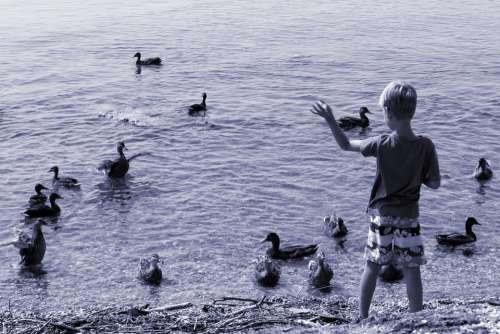 Ducks Child Feed Boy Waters Water Animal Lake