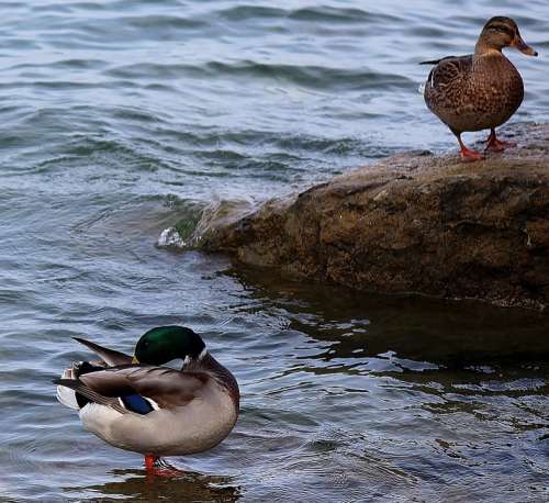 Ducks Pair Of Ducks Couple Stone Water Shallow