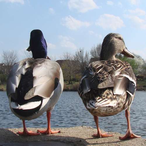 Ducks Male Female Nature Spring Animal