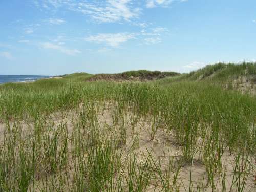 Dune Sand Beach Seashore Grass Natural