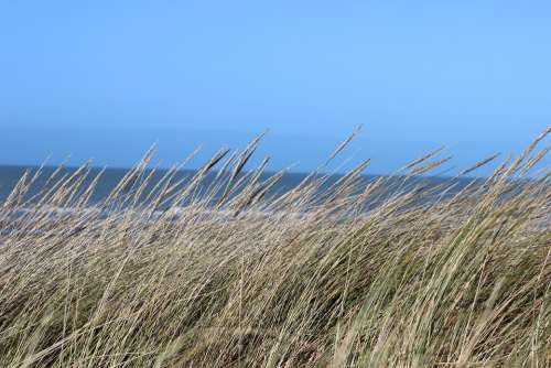 Dunes Sea Grass Seaside